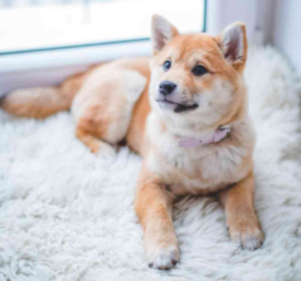 Placeholder Image While Loading